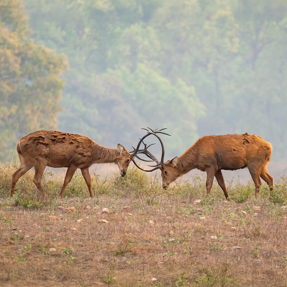 Kaevia Candles - 2 stags fighting