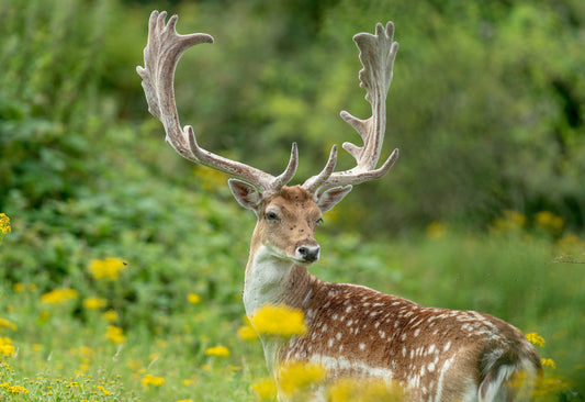 The Fallow Deer: Nature’s Elegant Wanderer